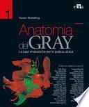 Anatomia del Gray 41 ed.