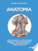 Anatomia