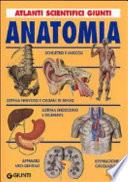 Anatomia