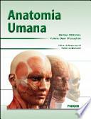 Anatomia umana