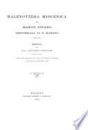 Balenottera miocenica del Monte Titano