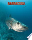 Barracuda