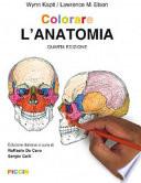 Colorare l'anatomia