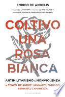 Coltivo una rosa bianca