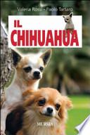 Il chihuahua
