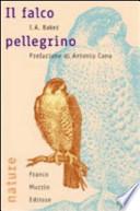 Il falco pellegrino