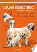 Il grande molosso iberico. Il mastino spagnolo