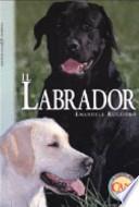 Il labrador