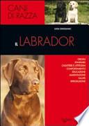 Il labrador