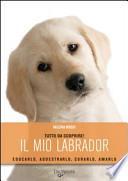 Il mio labrador