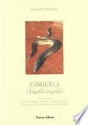 L'anguilla