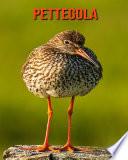 Pettegola