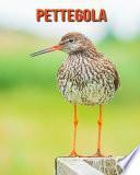 Pettegola