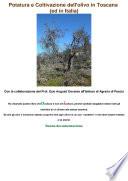 Potatura e coltivazione dell'olivo in Toscana