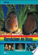 Riproduzione dei discus